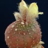 Frailea_itaquensis_1